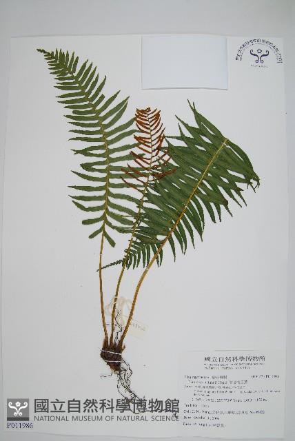 倒葉瘤足蕨藏品圖，第1張