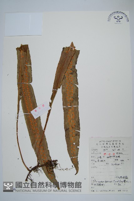 大星蕨藏品圖，第1張