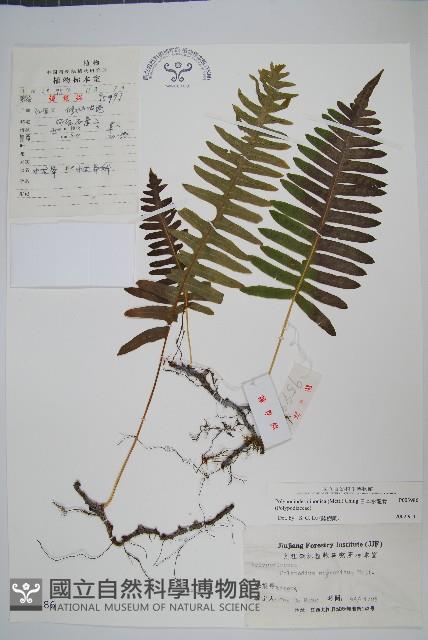 日本水龍骨藏品圖，第1張