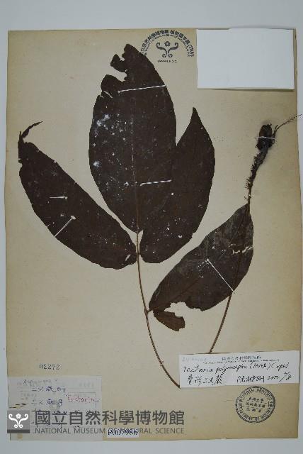 南投三叉蕨藏品圖，第1張