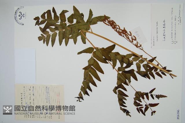 紫萁藏品圖，第1張