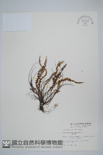鐵角蕨藏品圖，第1張