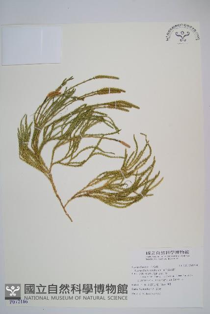 玉山石松藏品圖，第1張