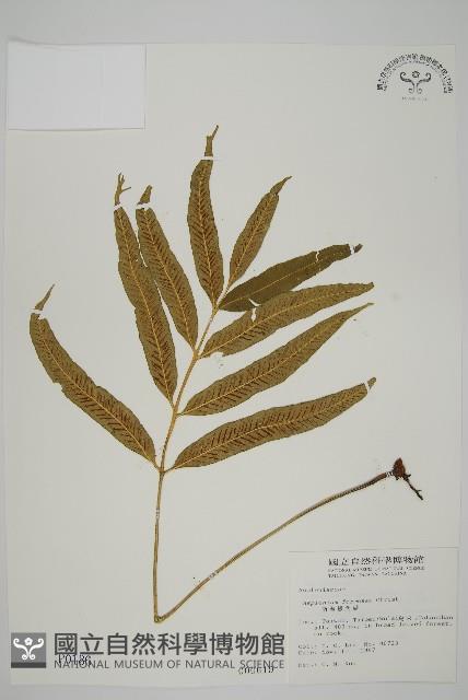 南海鐵角蕨藏品圖，第1張