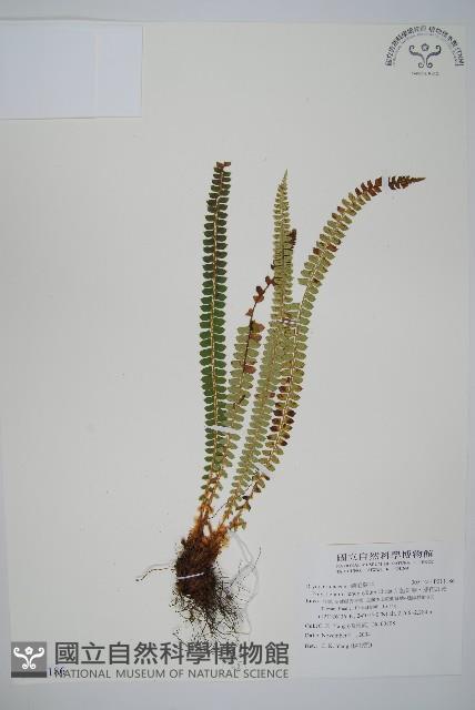 芽胞耳蕨、芽孢耳蕨藏品圖，第1張