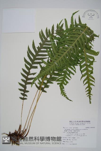 翅軸假金星蕨、短柄卵果蕨藏品圖，第1張