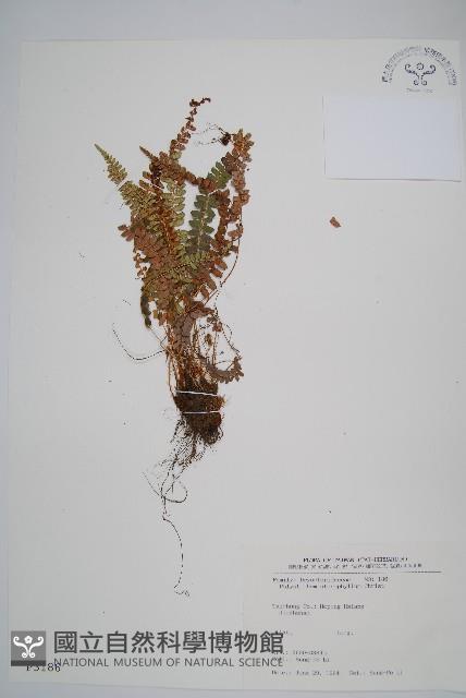 芽胞耳蕨、芽孢耳蕨藏品圖，第1張