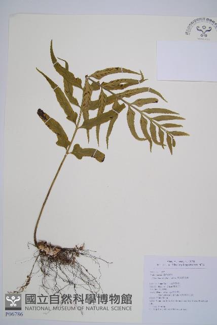 萊氏鐵角蕨藏品圖，第1張