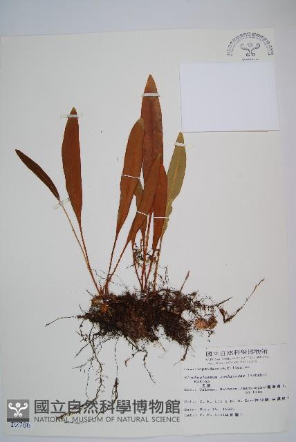 垂葉舌蕨藏品圖，第1張