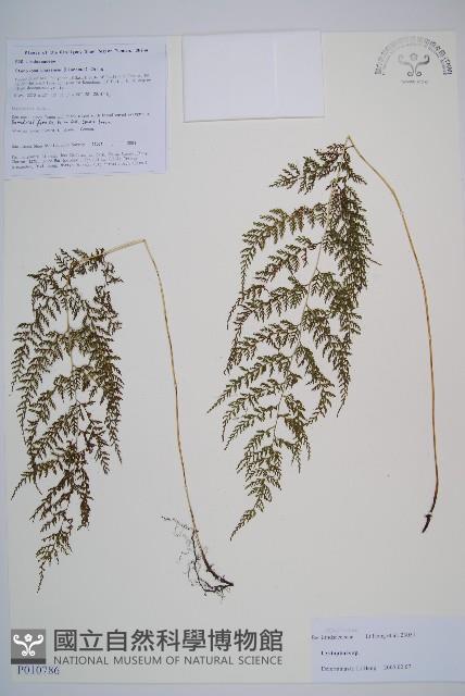 登錄號:P010786藏品圖，第1張