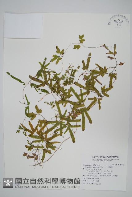 海金沙藏品圖，第1張