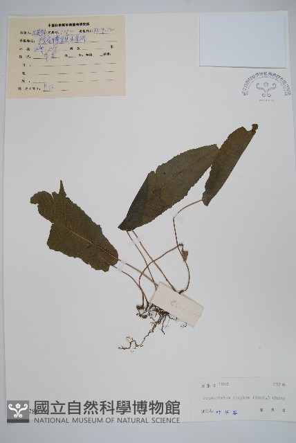 單葉新月蕨藏品圖，第1張
