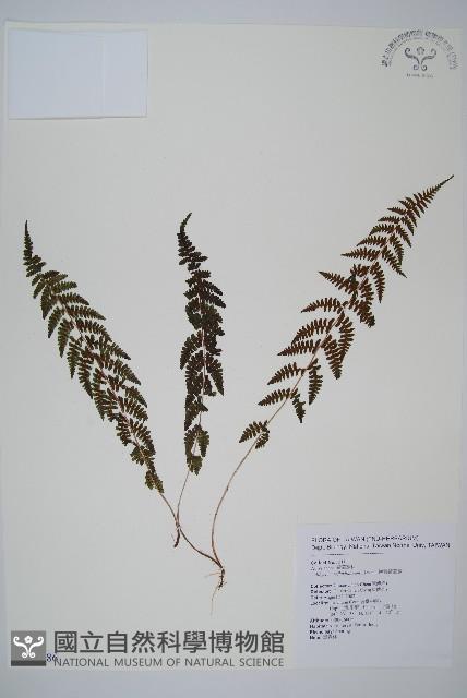 逆葉蹄蓋蕨、逆羽蹄蓋蕨藏品圖，第1張