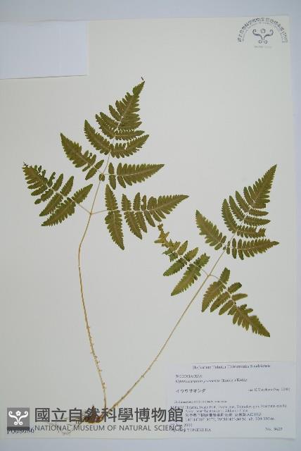 羽節蕨藏品圖，第1張