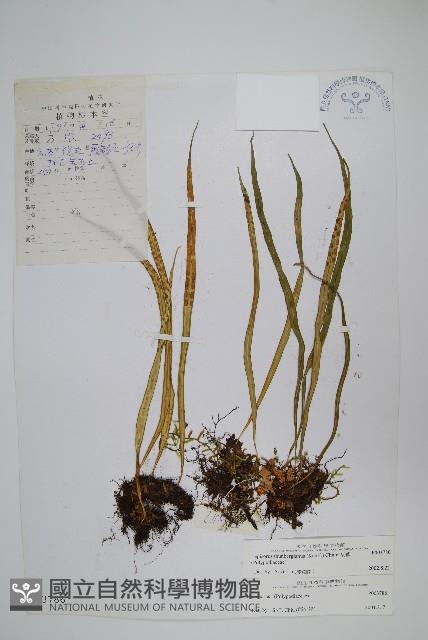 瓦葦藏品圖，第1張