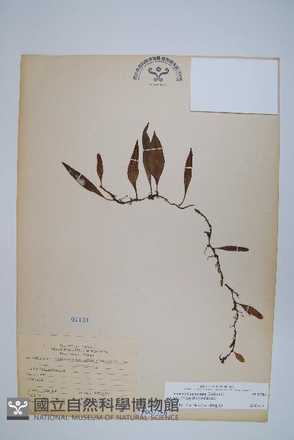 骨牌蕨藏品圖，第1張