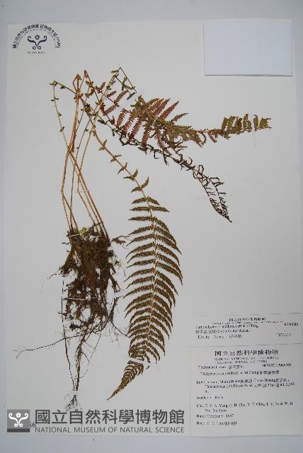 縮羽副金星蕨藏品圖，第1張