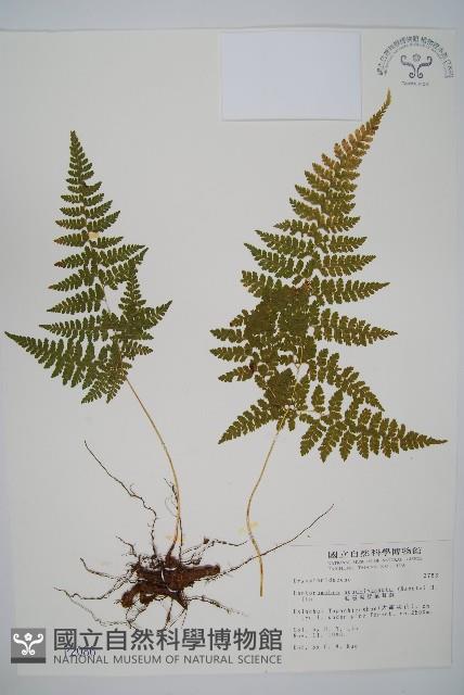 毛苞擬複葉耳蕨藏品圖，第1張