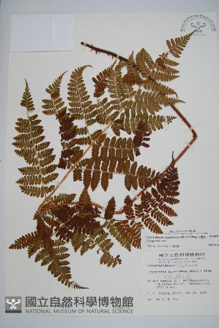 阿里山肉刺蕨藏品圖，第1張