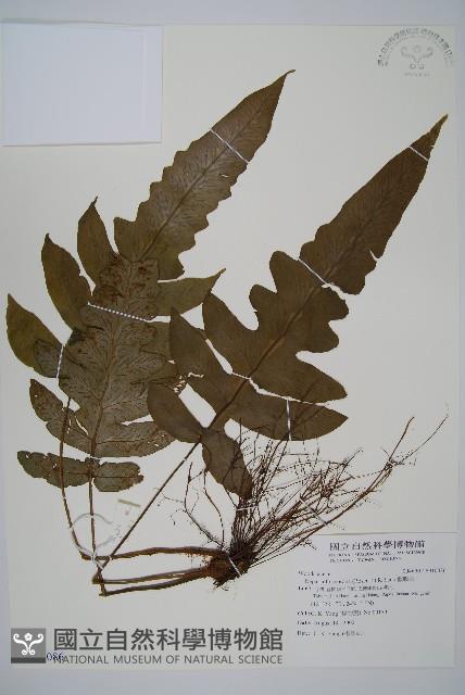 假腸蕨藏品圖，第1張