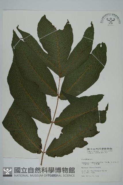 三叉蕨藏品圖，第1張