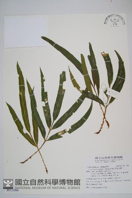 羅蔓藤蕨藏品圖，第1張