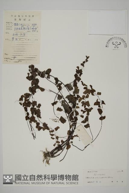 半月形鐵線蕨藏品圖，第1張