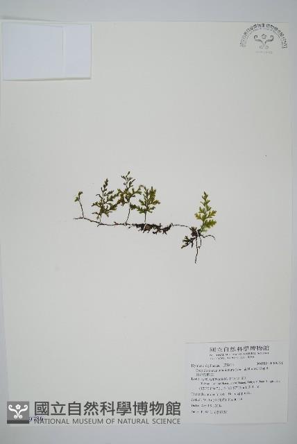 圓唇假脈蕨藏品圖，第1張