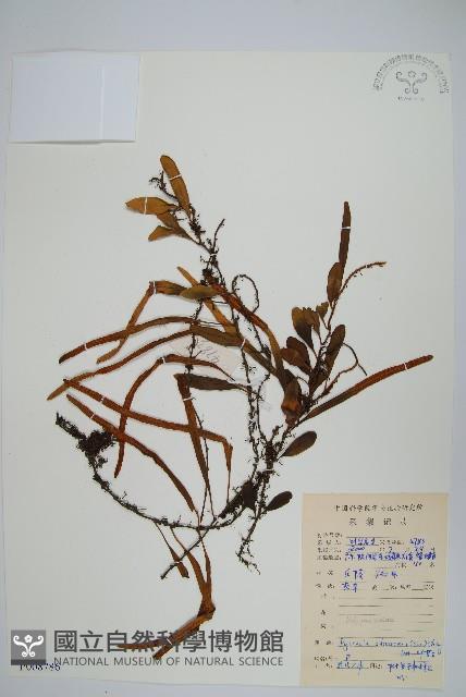 抱樹石葦藏品圖，第1張