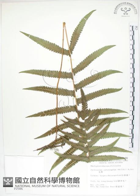 毛蕨藏品圖，第1張