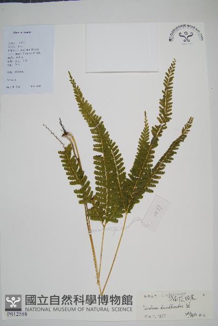 網脈鱗始蕨藏品圖，第1張