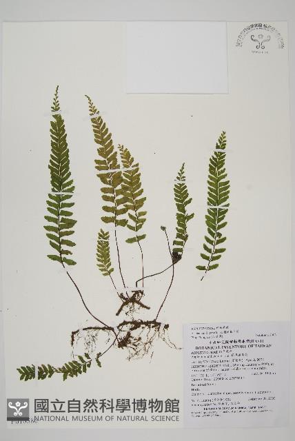 複齒鐵角蕨藏品圖，第1張