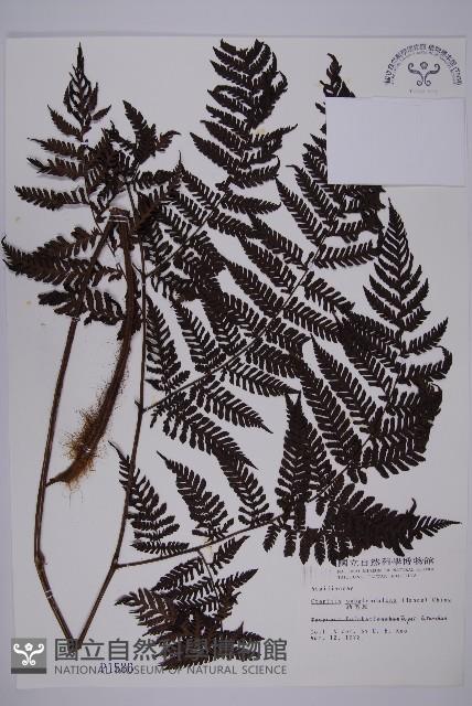 肋毛蕨藏品圖，第1張