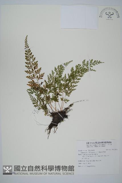 烏蕨藏品圖，第1張