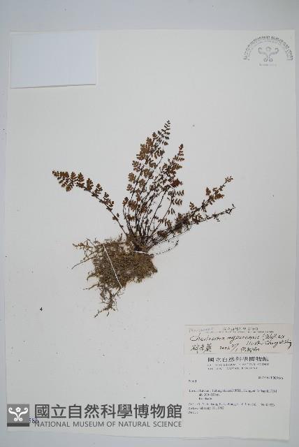 碎米蕨藏品圖，第1張