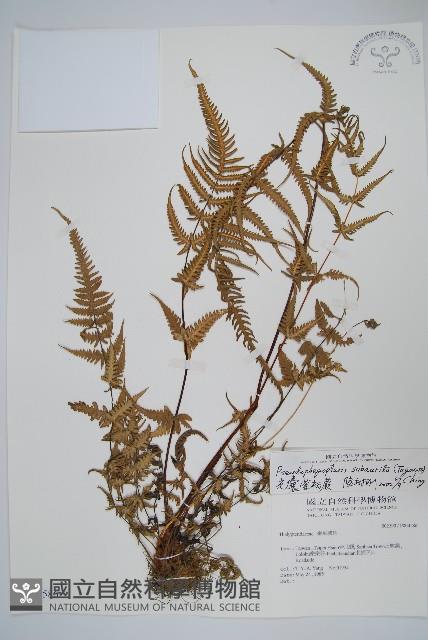 光囊紫柄蕨藏品圖，第1張