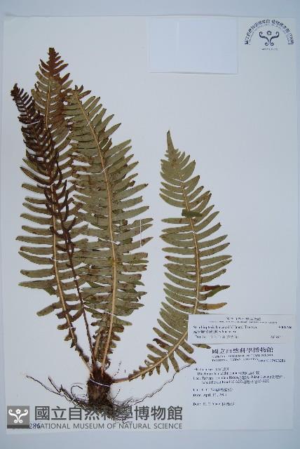 韓氏羅曼蕨藏品圖，第1張