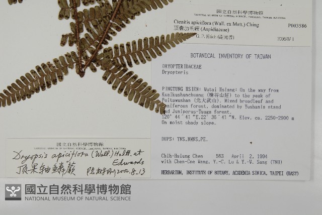 頂囊肋毛蕨藏品圖，第1張