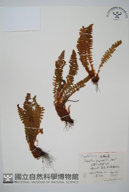香鱗毛蕨藏品圖，第1張