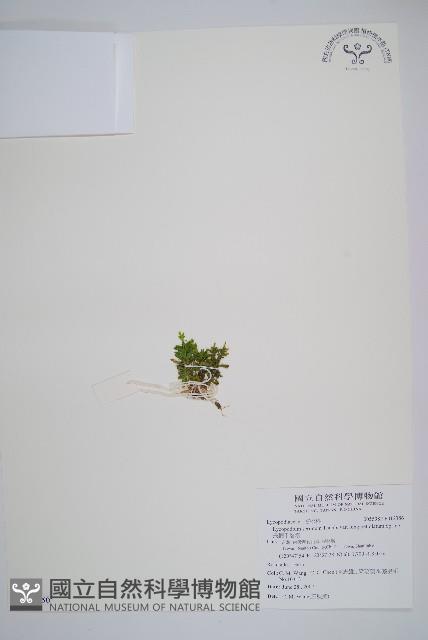 長柄千層塔藏品圖，第1張