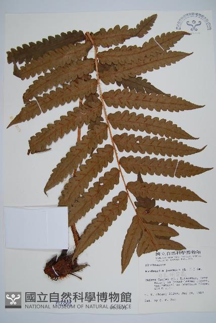 日本狗脊蕨藏品圖，第1張