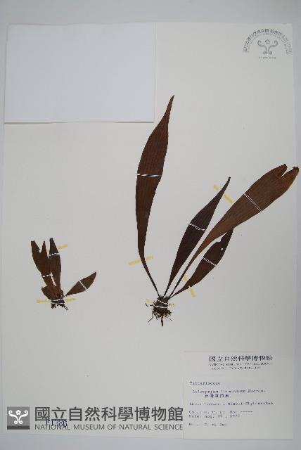 臺灣車前蕨藏品圖，第1張