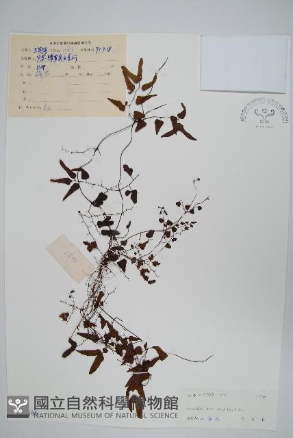 小葉海金沙藏品圖，第1張