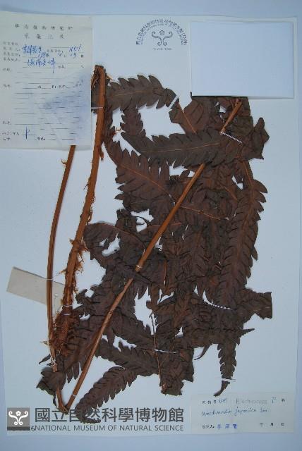 日本狗脊蕨藏品圖，第1張