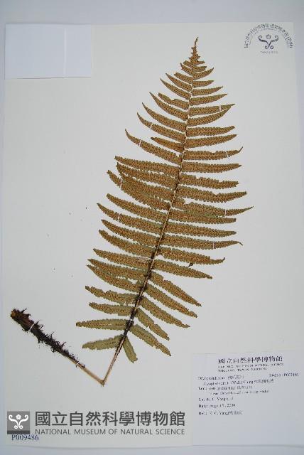 桫欏鱗毛蕨藏品圖，第1張