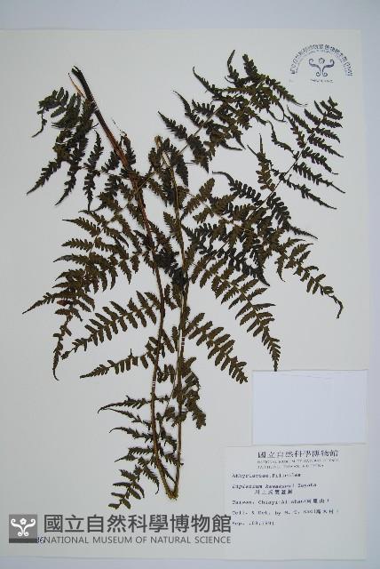 川上氏雙蓋蕨藏品圖，第1張