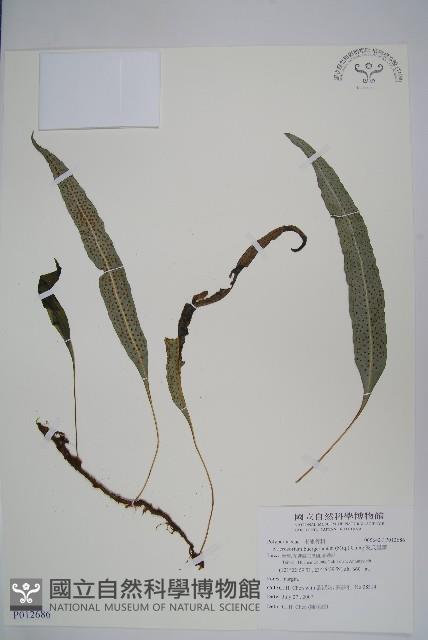 波氏星蕨藏品圖，第1張