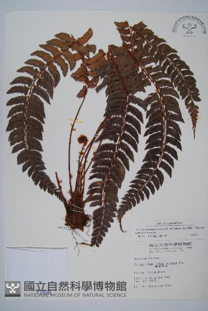 軟骨耳蕨藏品圖，第1張