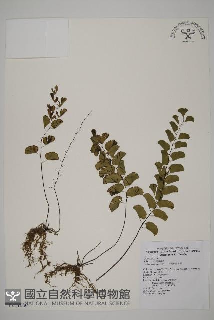 半月形鐵線蕨藏品圖，第1張