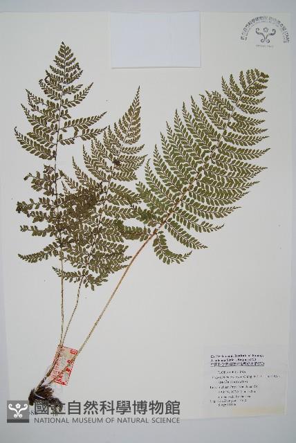 登錄號:P005686藏品圖，第1張